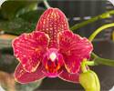 Phal. I Hsin Claire Peloric 2 Eyes